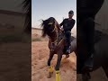 خيل حاار مع خيال كفوو السعودية