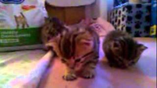 kittens movie updated .wmv