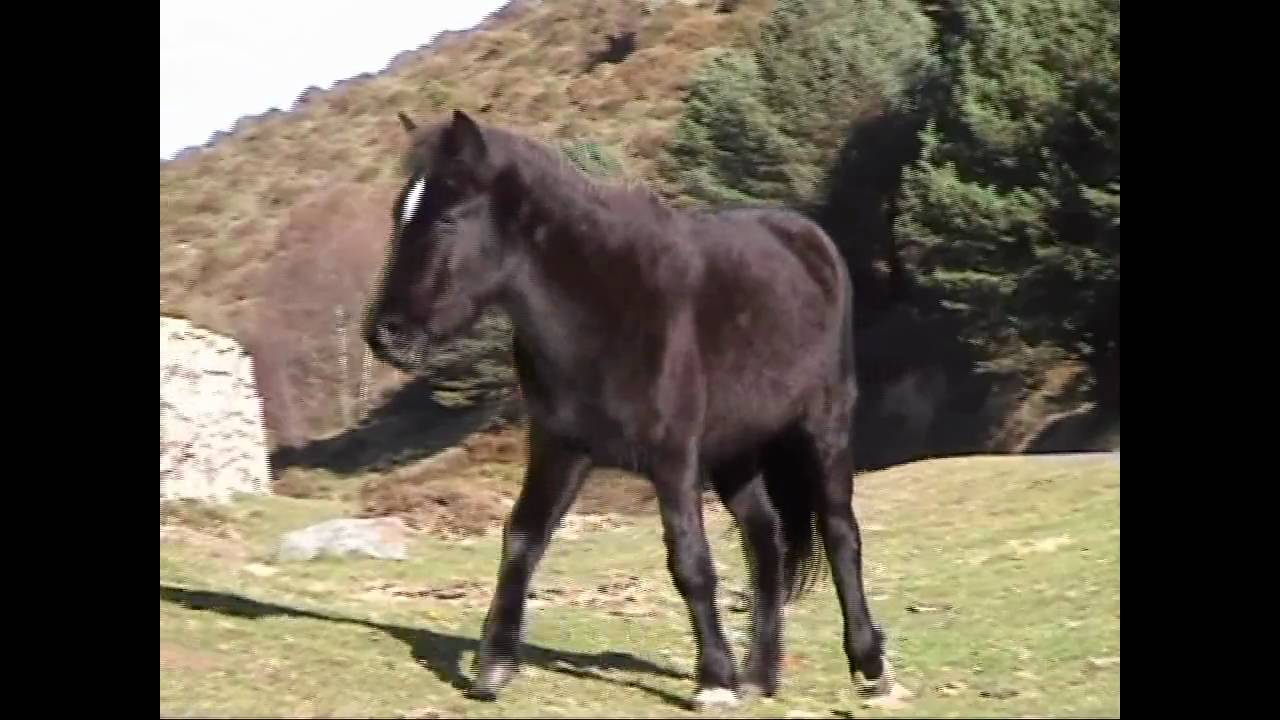 Alto de Penouta - Boal