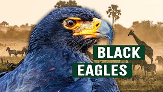 The Stealthy Black Eagles Of Botswana | Wild Kingdom | Apex Predators