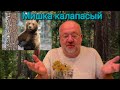 Миша косолапый по лесу идет. Стихотворение в трех версиях.. (улыбнитесь!!!)