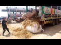 Qurbani 2023 Unloading Northern Bypass Mandi | SohrabGoth Mandi #Cowcattlefarm in Urdu &amp; Hindi