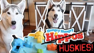 Siberian Huskies Playing Hungry Hungry Hippos!!! (HUSKY vs HUMAN)