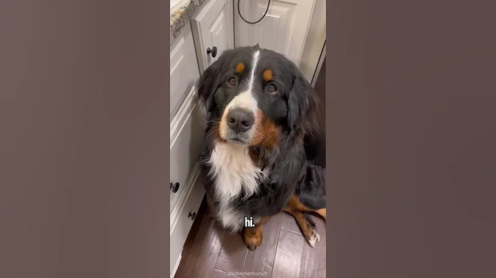 My Dog is Always Hungry  (audio by @Bungalow_Jonat...