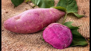 Batatas doces coloridas e biofortificadas
