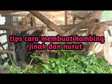 Cara Kambing Melindungi Anaknya