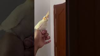 Tamed Lutino cockatiel male with DNA Chennai #chennai #birds #lovebird #parrot #indianbirds #chennai