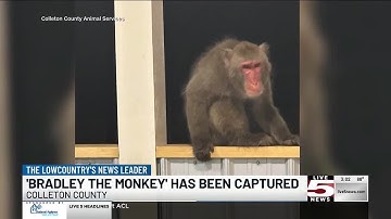VIDEO: Missing monkey in Walterboro captured, county confirms