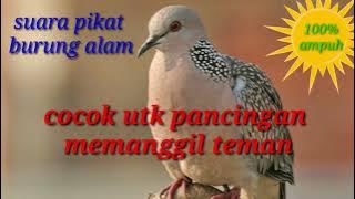 Suara pikat atau pancingan tekukur mp3 durasi panjang