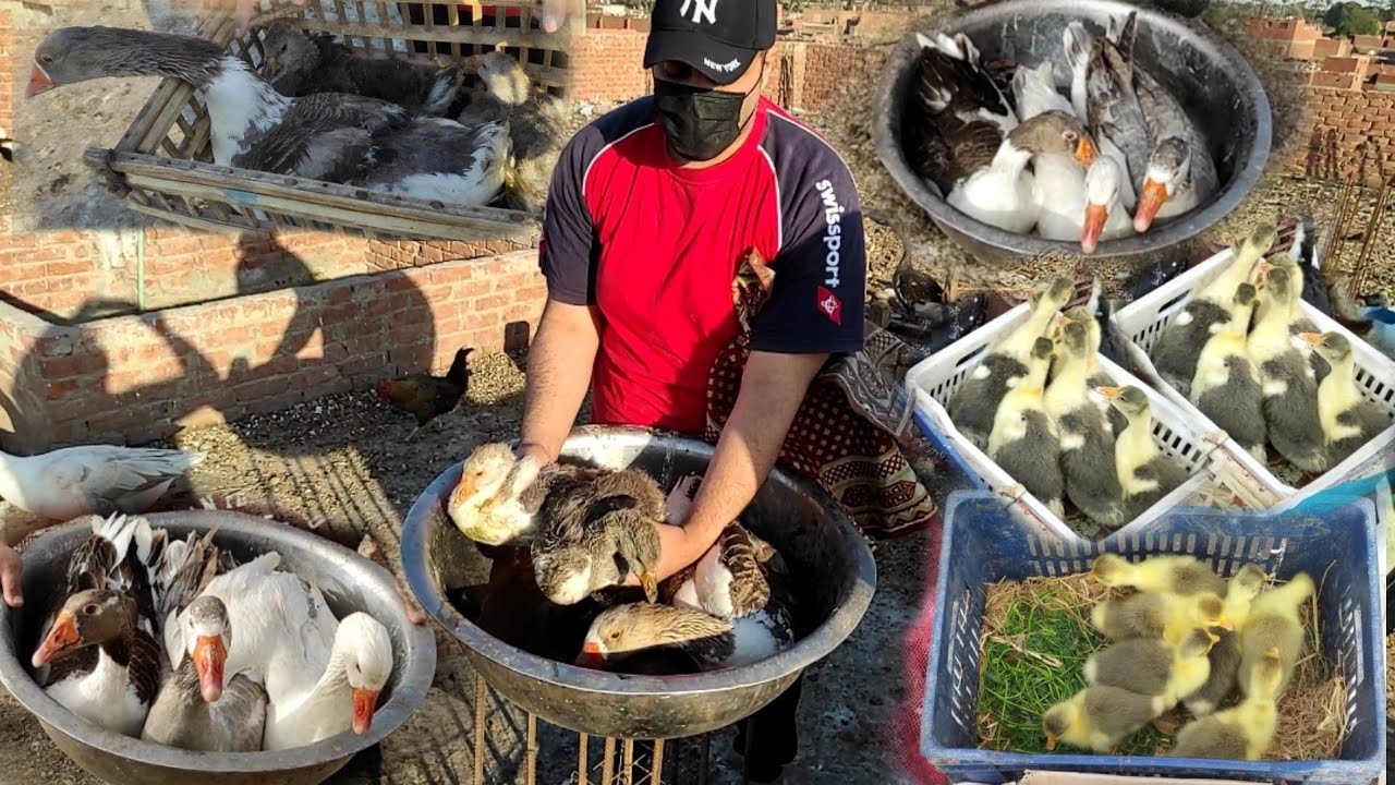 نزلت سوق التلات ابيع الوز الصغير و الكبير اتبهدلت من الناس حسبي الله ونعم الوكيل 😭😭 شوفو الاسعار