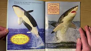 Who Would Win  Killer Whale vs Great White Shark