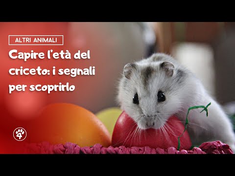 Video: Come ascoltare i polmoni di un gatto con uno stetoscopio