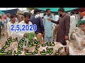 madrasa Mandi k makkhi cheni bakrey/Bakra video/Luddan Mandi Pakistan 2020/03434972037