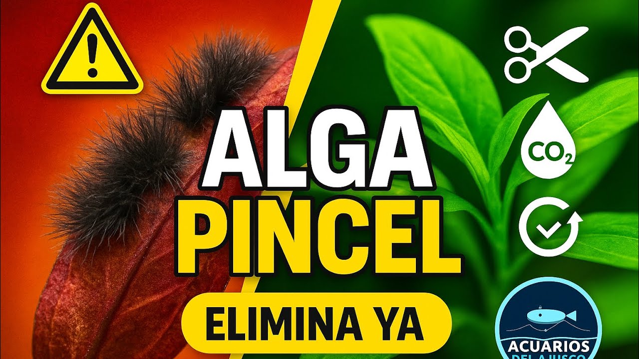 ALGA PINCEL (BBA): qué la causa y cómo eliminarla (plan real)