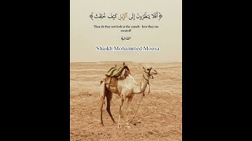 سورة الغاشية مكررة#quran #سورةالغاشية #ramadan2025