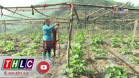 Chuyển đổi cơ cấu cây trồng: chủ động nhưng cần thận trọng | THLC