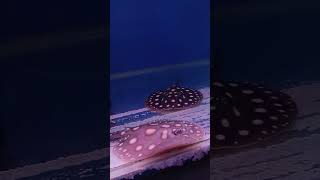 Xingu River Ray, White-Blotched River Stingray, Or Polka-Dot Stingray Potamotrygon Leopoldi