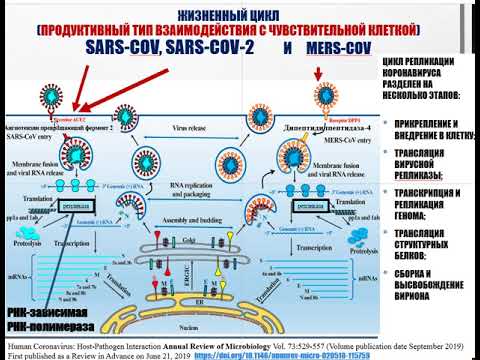 Фундаментальные характеристики SARS-CoV-2