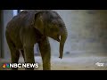 New baby elephant makes debut at The National Zoo