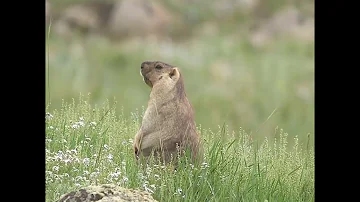 Meet the Yellow-Bellied Marmot Nature's Whistle Pig!