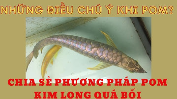 NUÔI CÁ RỒNG: CHIA SẺ PHƯƠNG PHÁP POM DÀNH CHO CÁ RỒNG KIM LONG QUÁ BỐI