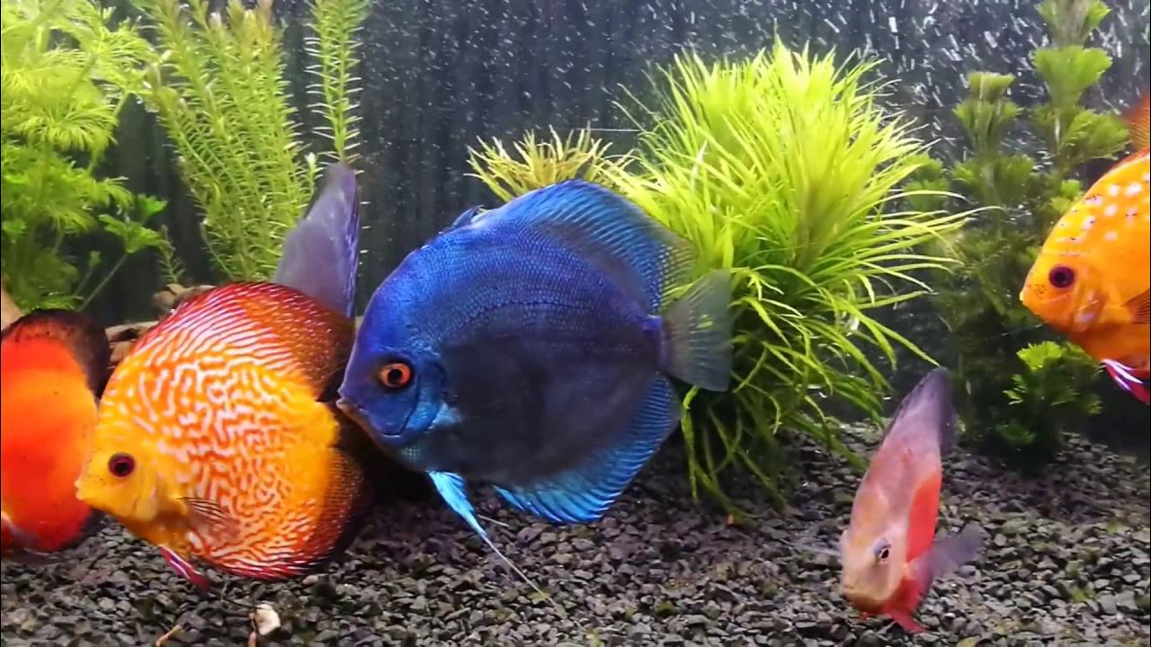 Discus 200l YouTube