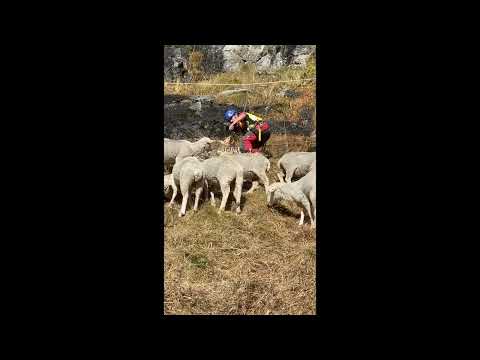 Pecore della Valmasino, il recupero dal Cavalcorto.