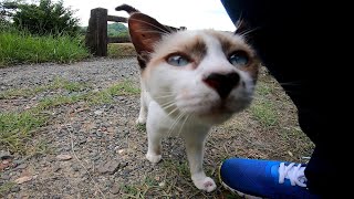 黒猫の子猫が近づいてきたのでナデナデしたら足下には別の子猫がモフられに来ていた