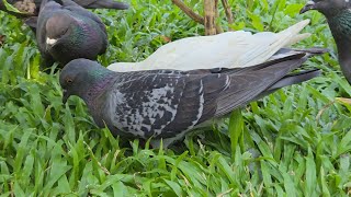 Pigeon Care Made Easy: Healthy Diets and Daily Routines