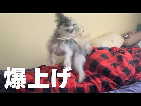 飼い主の帰宅が嬉しすぎてこうなりました【チャイクレ】