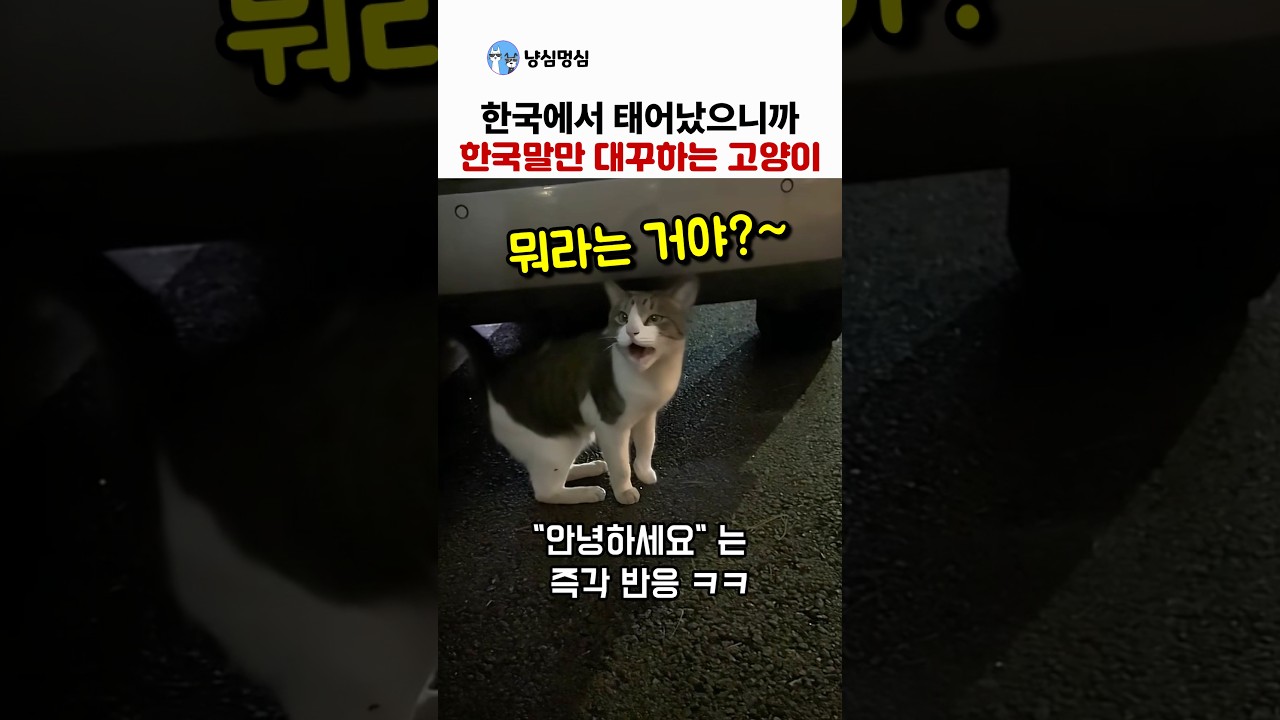한국말만 알아듣는 고양이