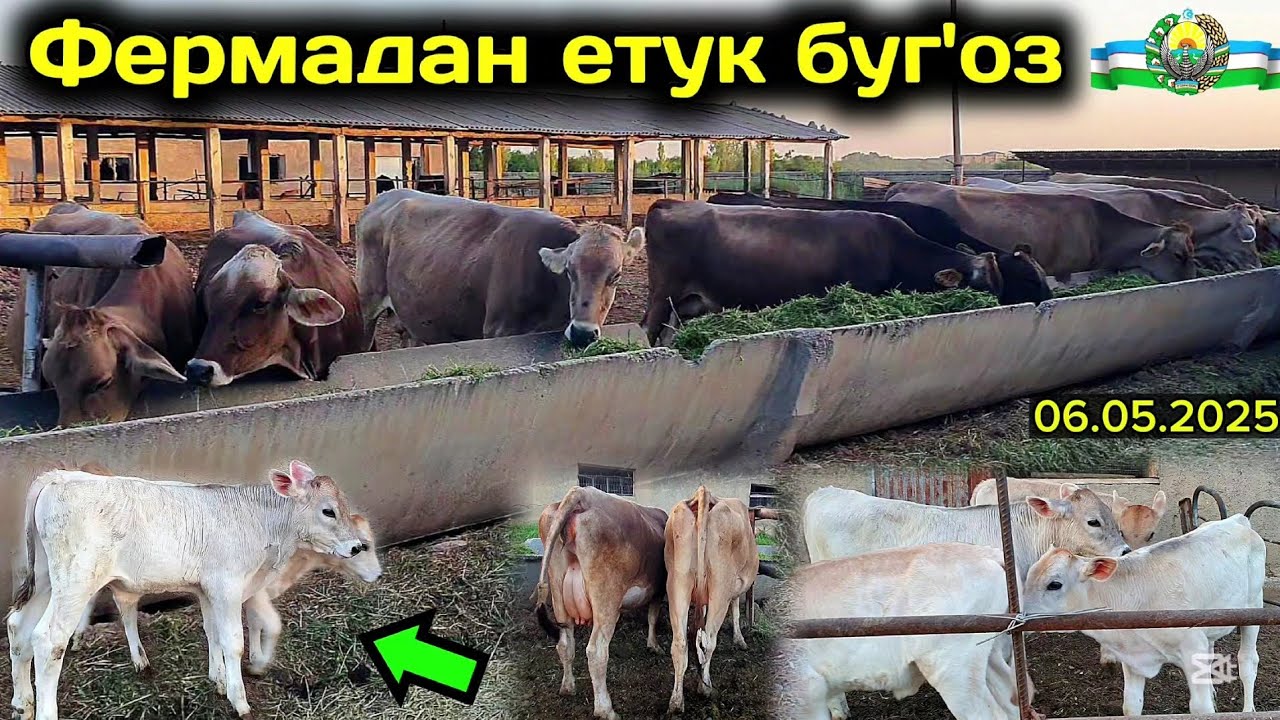 КИТОБ ТУМАНИ ШВЕД ФЕРМАДАН✅️🔥 БИР НЕЧТА ШВЕД МОЛ СОТИЛЯПТИ #molbozor #sigir #ferma #buqa #bozor