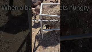 Adorable Baby Goat Gets Hungry: Cutest Moment Ever! #hungry #kid #fyp