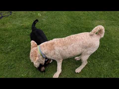 Farfel the Goldendoodle