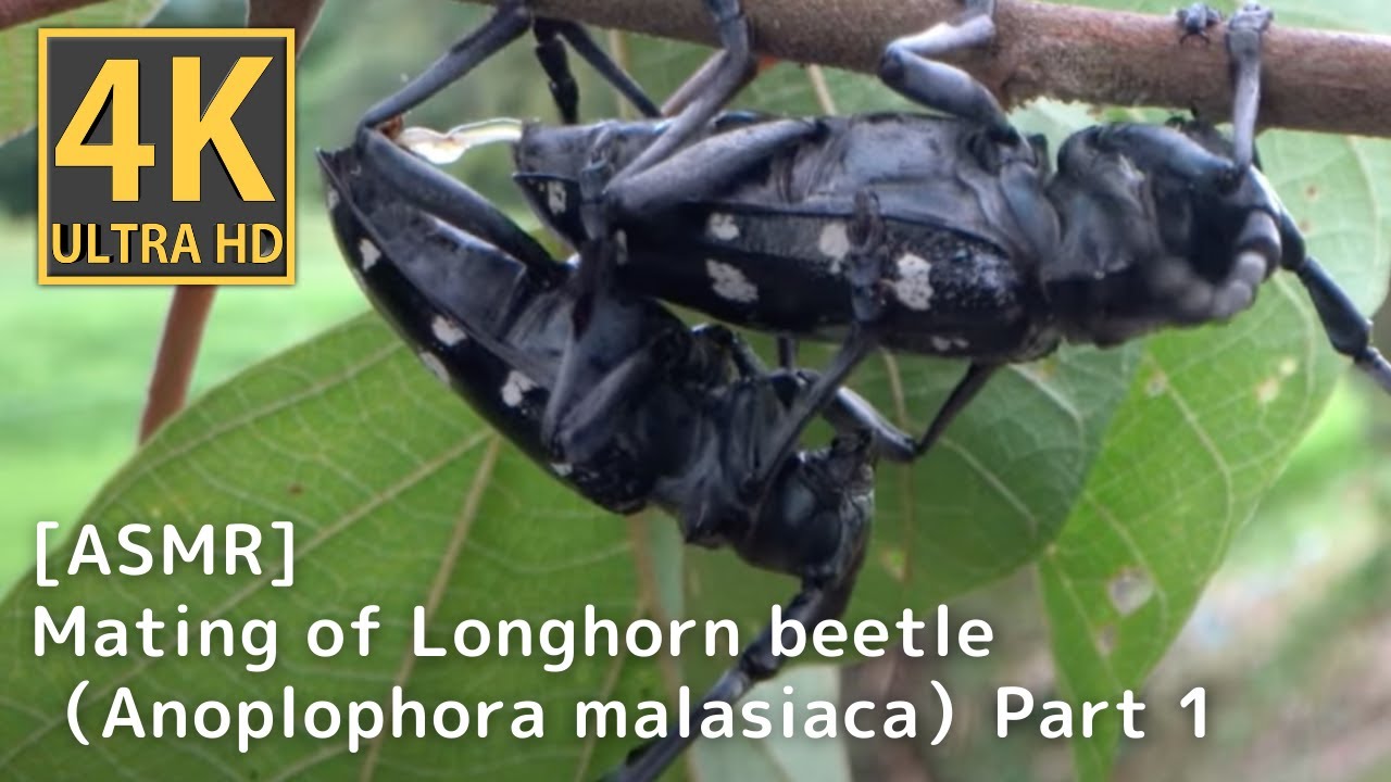 [ASMR] Удивительный момент: наблюдение за уникальным брачным поведением пятнистого усача!