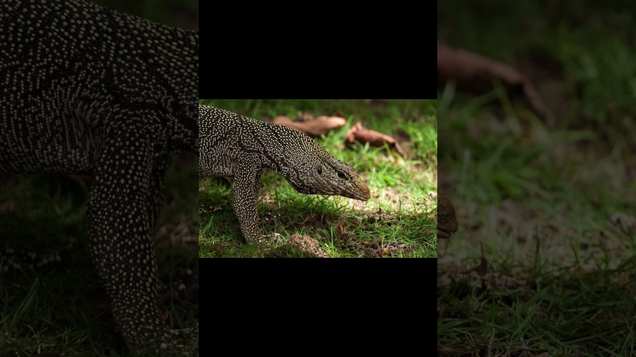 Бенгальский варан