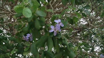 Thumbnail of Lignum Vitae flower- Jamaica National Flower