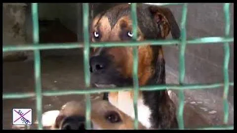 Dove adottare cuccioli di cane Palermo?