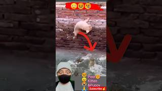 Omg!😱 Poor Cat Baby Fell🤕 Save The Puppy😭&Kitten🤯