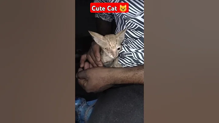 Watch the video about Baby Cute 😺#shorts #cat #ytshorts #baby #viral #cute #youtubeshorts #short #trendingshorts #2025