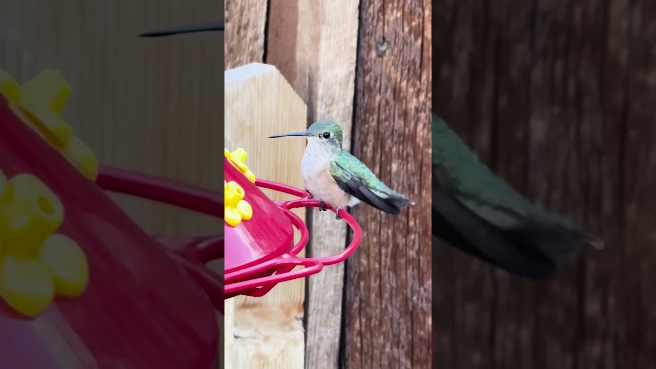 August Evening in the Rocky Mountains #rockymountain #timjanis
