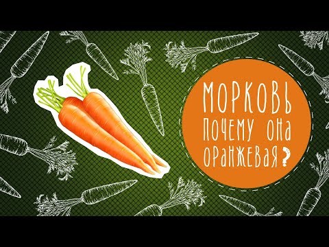Морковь: почему она оранжевая?