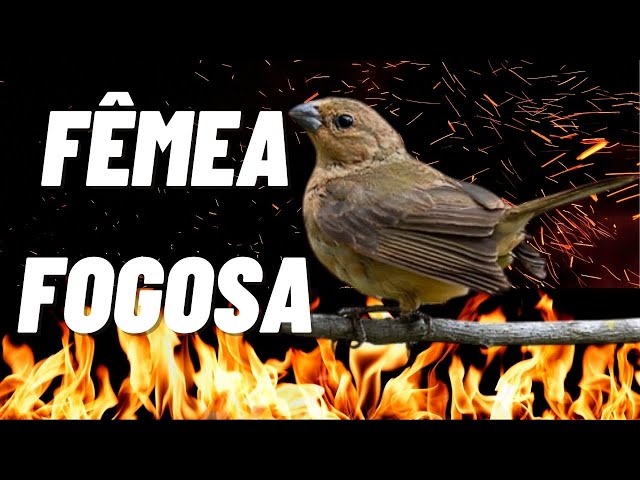 FÊMEA DE PAPA-CAPIM FOGOSA CHAMANDO E CANTANDO