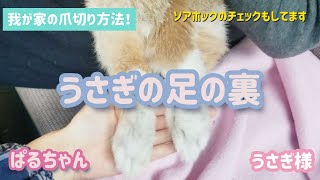 うさぎ様【No.81】うさぎの足の裏！爪切りが楽になる裏技！