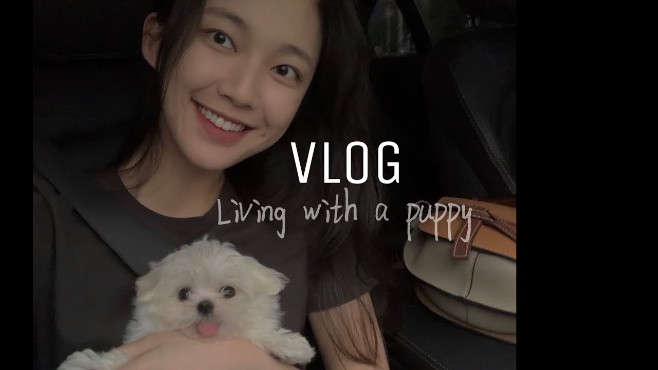 Vlog 我和der总 新手养狗 马尔济斯 Youtube