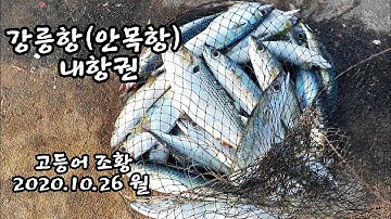 (번개영상) 강릉항에 떼로 나타난 고등어!! A school of mackerel appeared in the inner port.