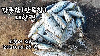 강릉항에 떼로 나타난 고등어!! 무슨일이야...