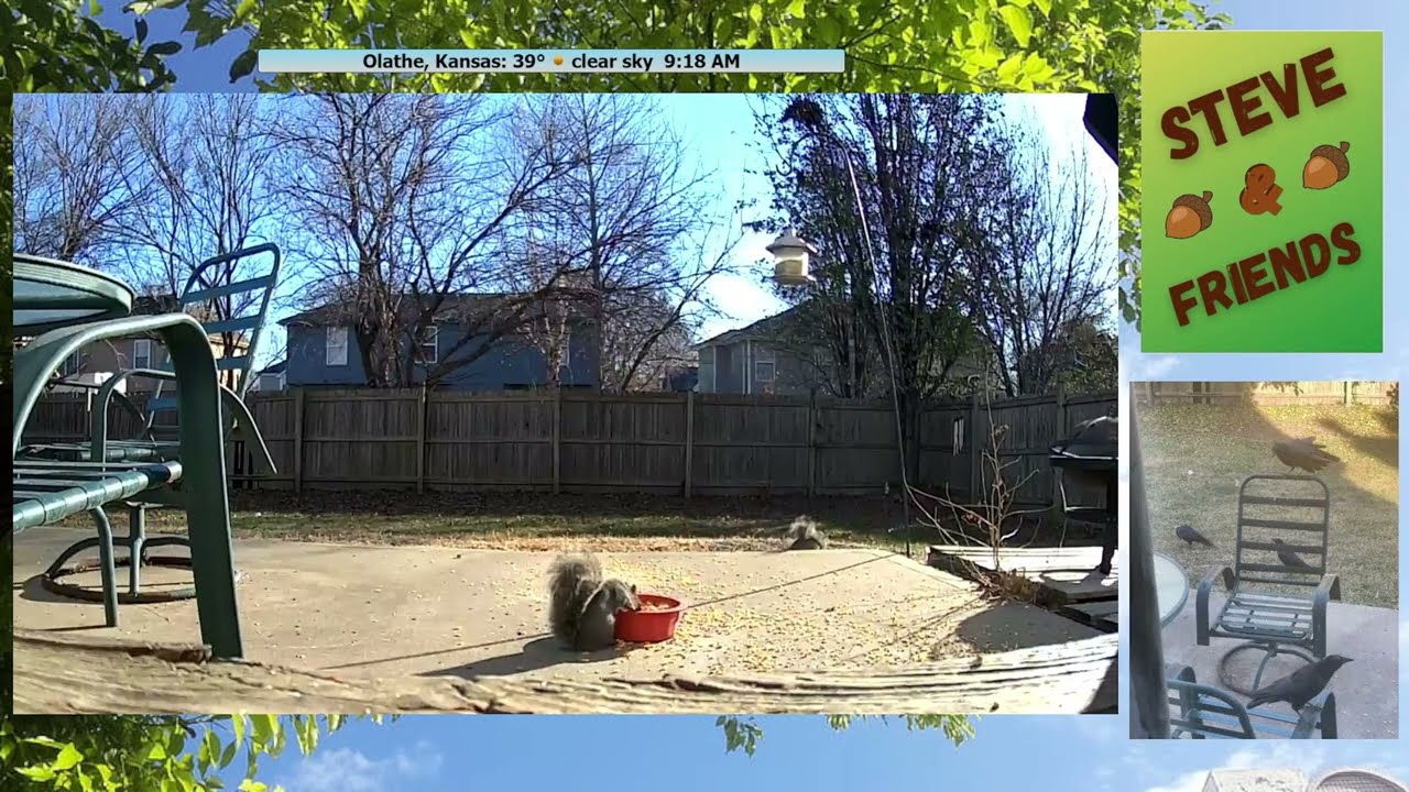 Squirrel version of a Table Flip?