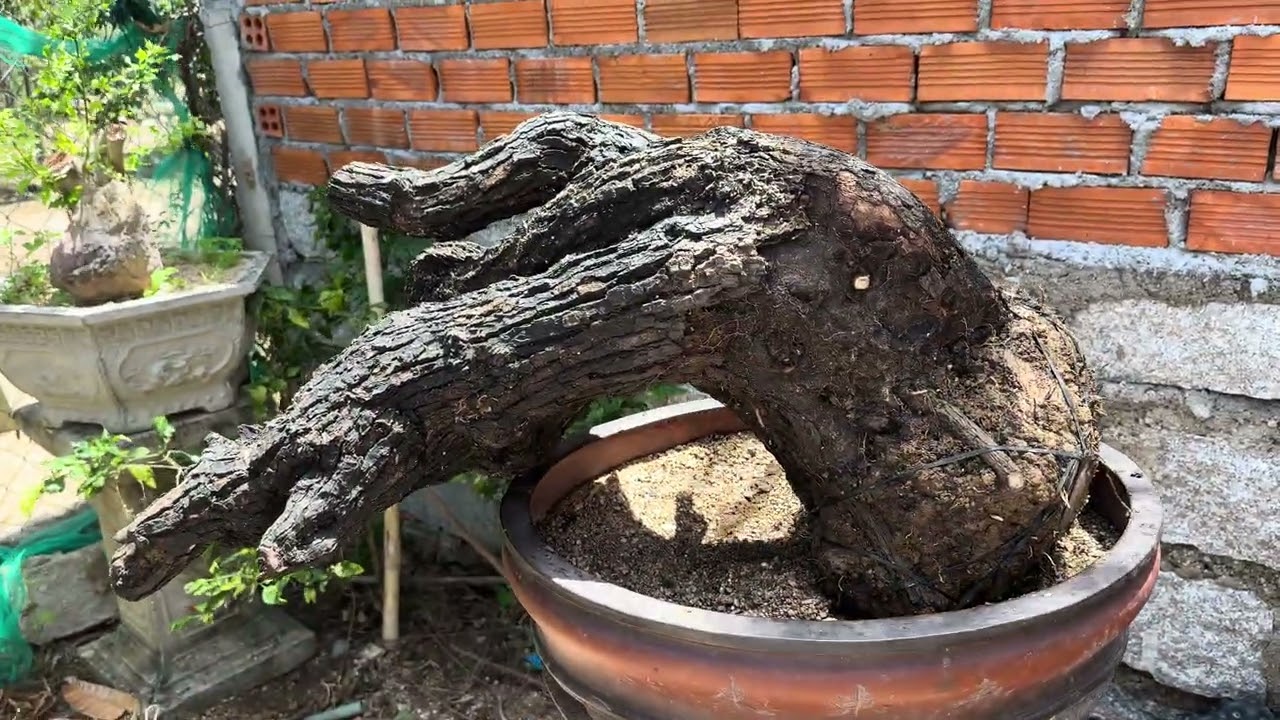 M570....Gl ace Cẩm thị bay đỗ rất già….ib hoặc lh  zalo 0977726646#bonsai #bonsaitree #caycanh 