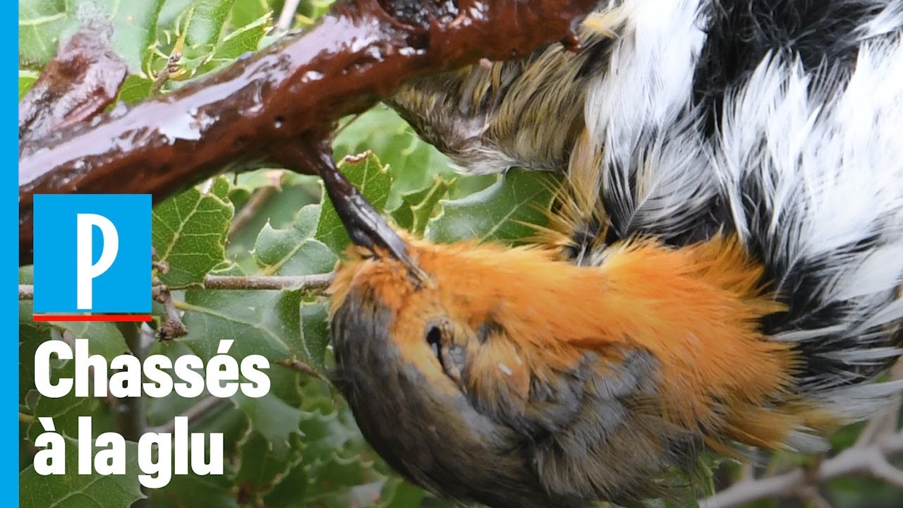 Chasse à la glu : « Il faut arrêter de coller les oiseaux aux arbres